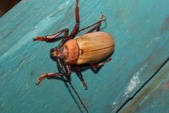 Agrianome spinicollis