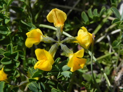 Hippocrepis comosa