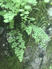 Adiantum
