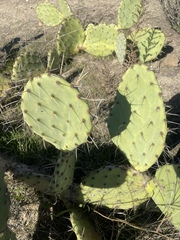 Opuntia × demissa