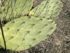 Opuntia × demissa