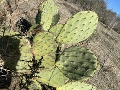 Opuntia × demissa