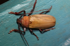 Agrianome spinicollis