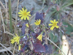 Crepidiastrum denticulatum