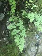 Adiantum