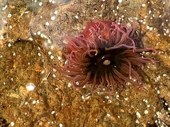 Isanemonia australis