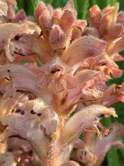 Orobanche caryophyllacea