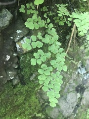 Adiantum