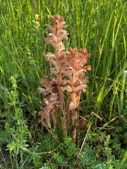 Orobanche caryophyllacea