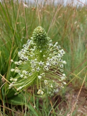 Schizocarphus nervosus