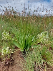 Schizocarphus nervosus