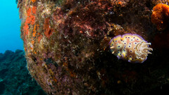 Goniobranchus kuniei