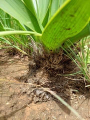 Schizocarphus nervosus