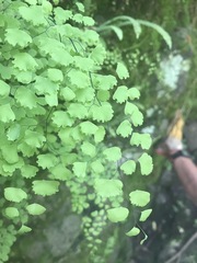 Adiantum