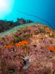 Hypselodoris bullockii