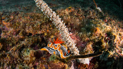 Chromodoris magnifica