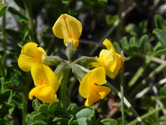 Hippocrepis comosa