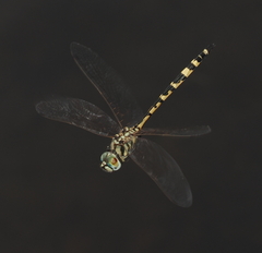 Hemicordulia intermedia