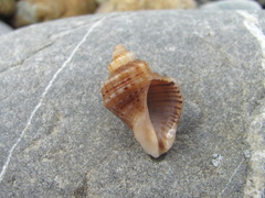 Rapana venosa