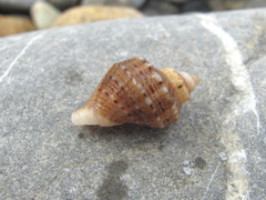 Rapana venosa