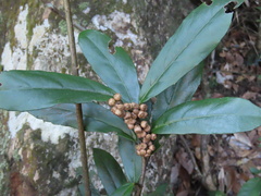 Maesa japonica