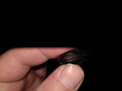Carabus rugosus celtibericus