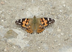 Vanessa cardui