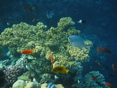 Amblyglyphidodon indicus