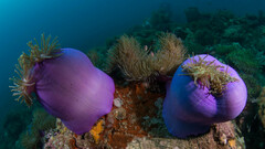 Heteractis magnifica