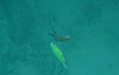 Chromis flavaxilla