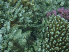 Corythoichthys flavofasciatus