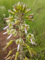 Drimia elata