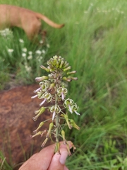 Drimia elata