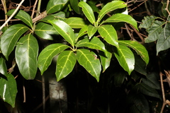 Cissus sterculiifolia