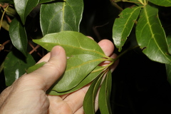 Cissus sterculiifolia