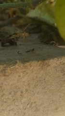 Crematogaster contemta