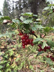 Ribes rubrum