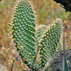 Opuntia leucotricha
