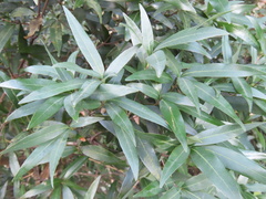 Quercus bambusifolia