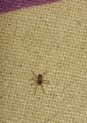 Ostearius melanopygius