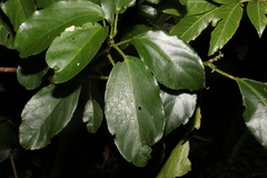 Dendrocnide photiniiphylla