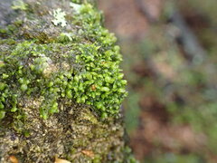 Frullania deplanata