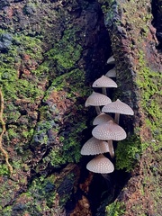 Favolaschia manipularis