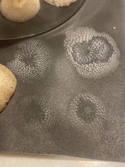 Favolaschia manipularis
