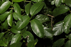 Dendrocnide photiniiphylla