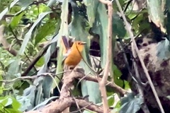 Cossypha natalensis natalensis