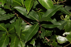 Syzygium ingens