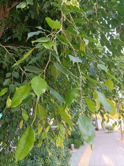 Ficus benjamina