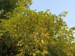 Ficus benjamina