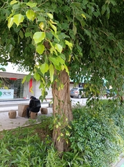 Ficus benjamina